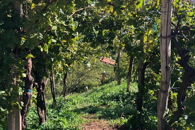 A Sparkling Day in the Prosecco Hills from Venice - Pieve di Soligo Osteria Lunch: Spiedo, Four Courses, and Dessert