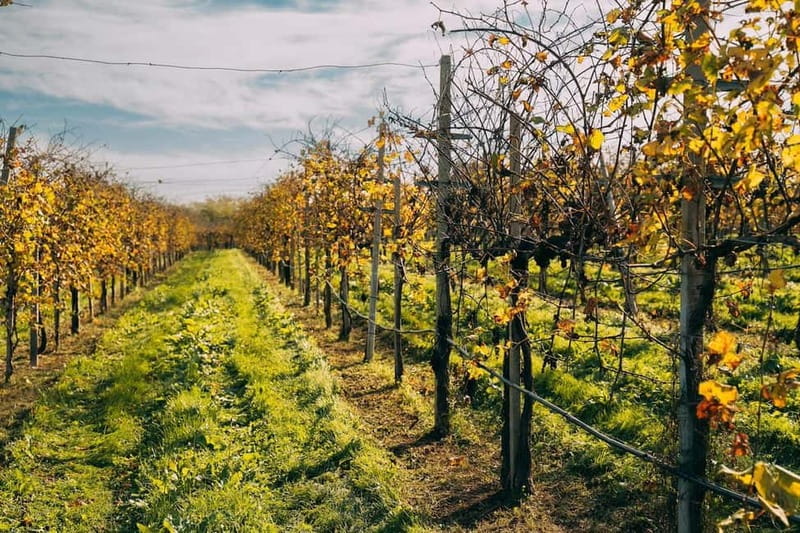 From Venice: Prosecco Hills and Wine Tasting Tour - From Piazzale Roma to Prosecco Hills in One Day