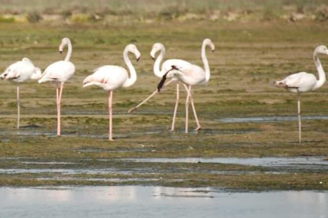 Private Boat Tour to Murano, Burano and Torcello - The $265.49 per person question: is it good value?