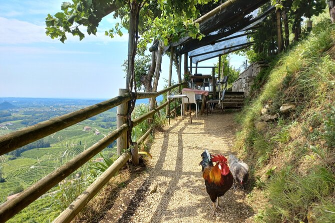 Prosecco Hills Day Trip from Venice & Treviso: 2 Wineries - Valdobbiadene first stop: a historic winery and DOCG tasting with food