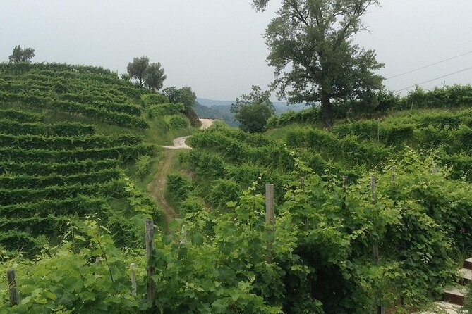 Small Group Prosecco Experience from Venice - Boutique Winery - A true Venice escape: why the Prosecco hills feel like a reset